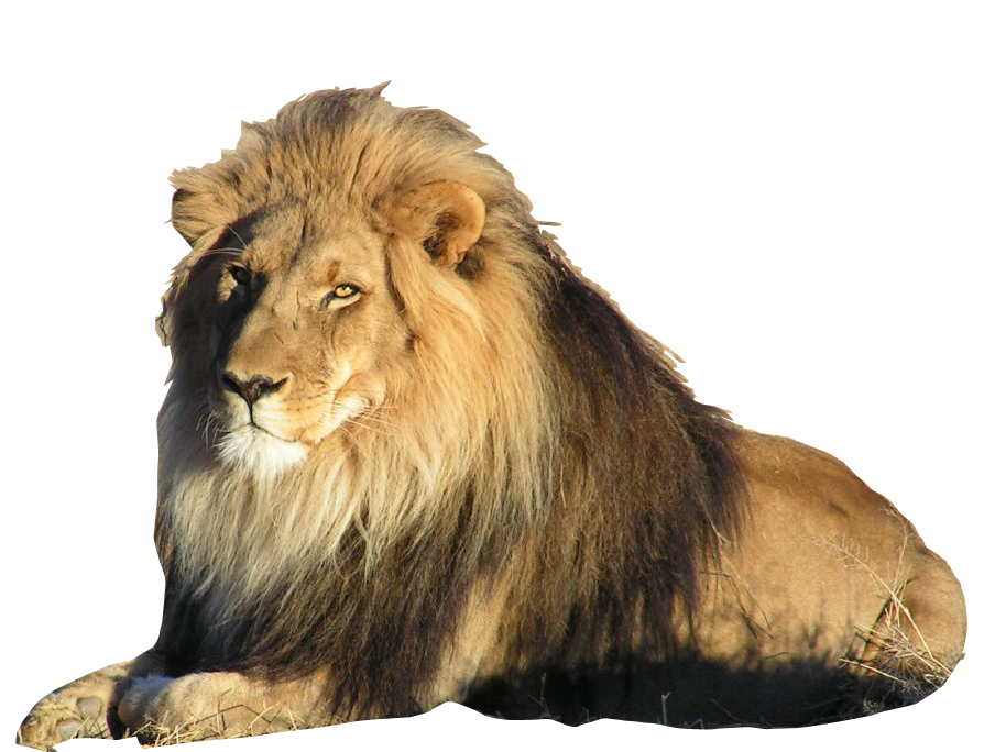 Download Lion Clear Background Nomer 17