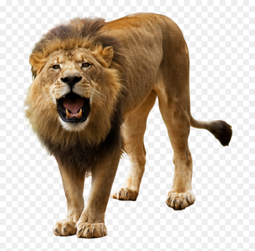 Detail Lion Clear Background Nomer 18