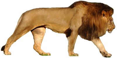 Detail Lion Clear Background Nomer 30