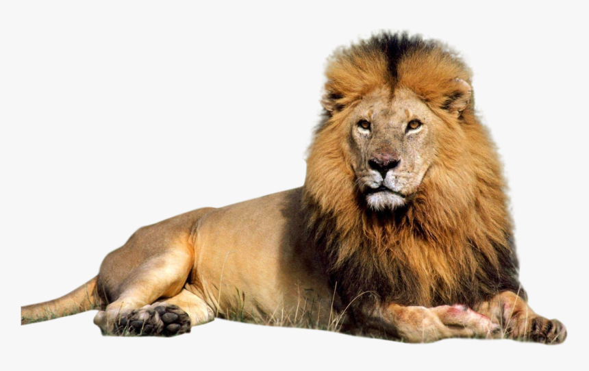 Detail Lion Clear Background Nomer 7