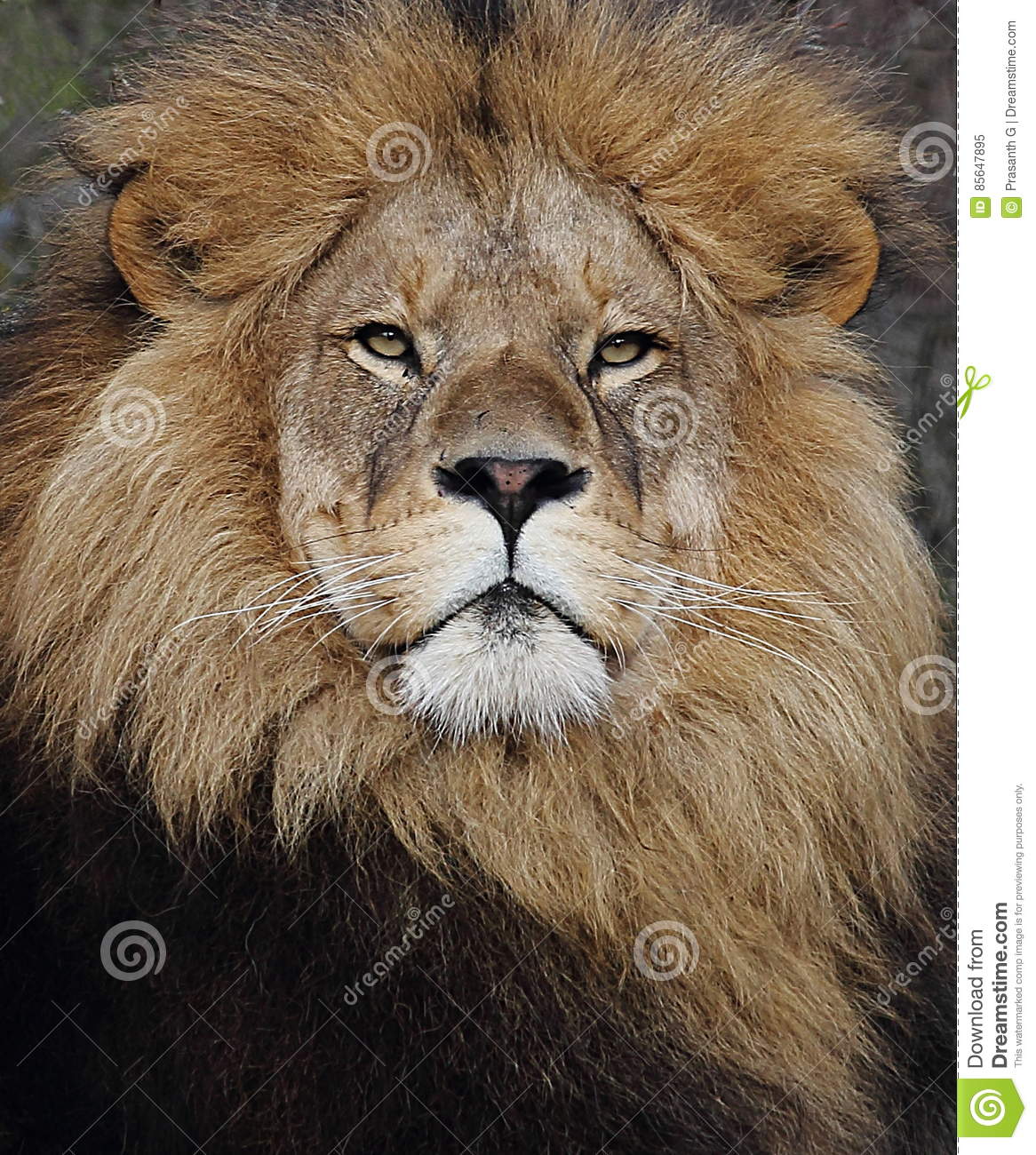 Detail Lion Face Pic Nomer 50