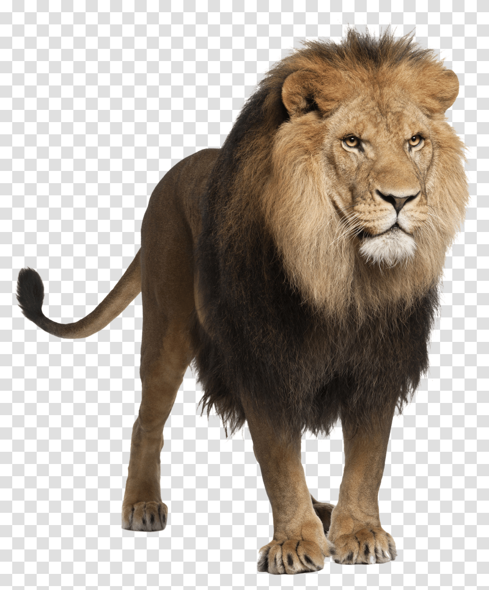 Detail Lion Free Download Nomer 13