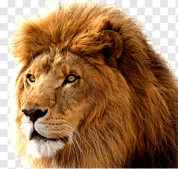 Detail Lion Free Download Nomer 16