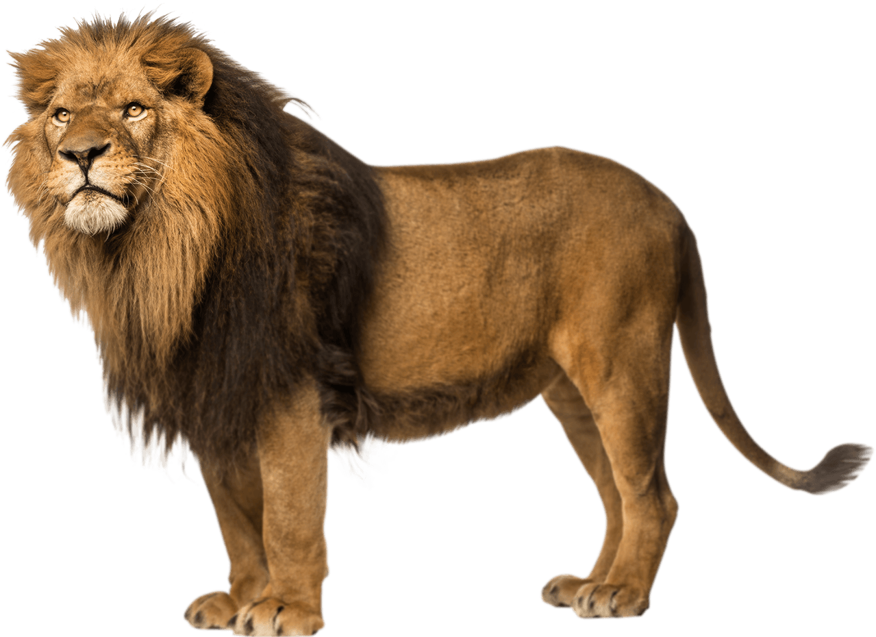 Detail Lion Free Download Nomer 21