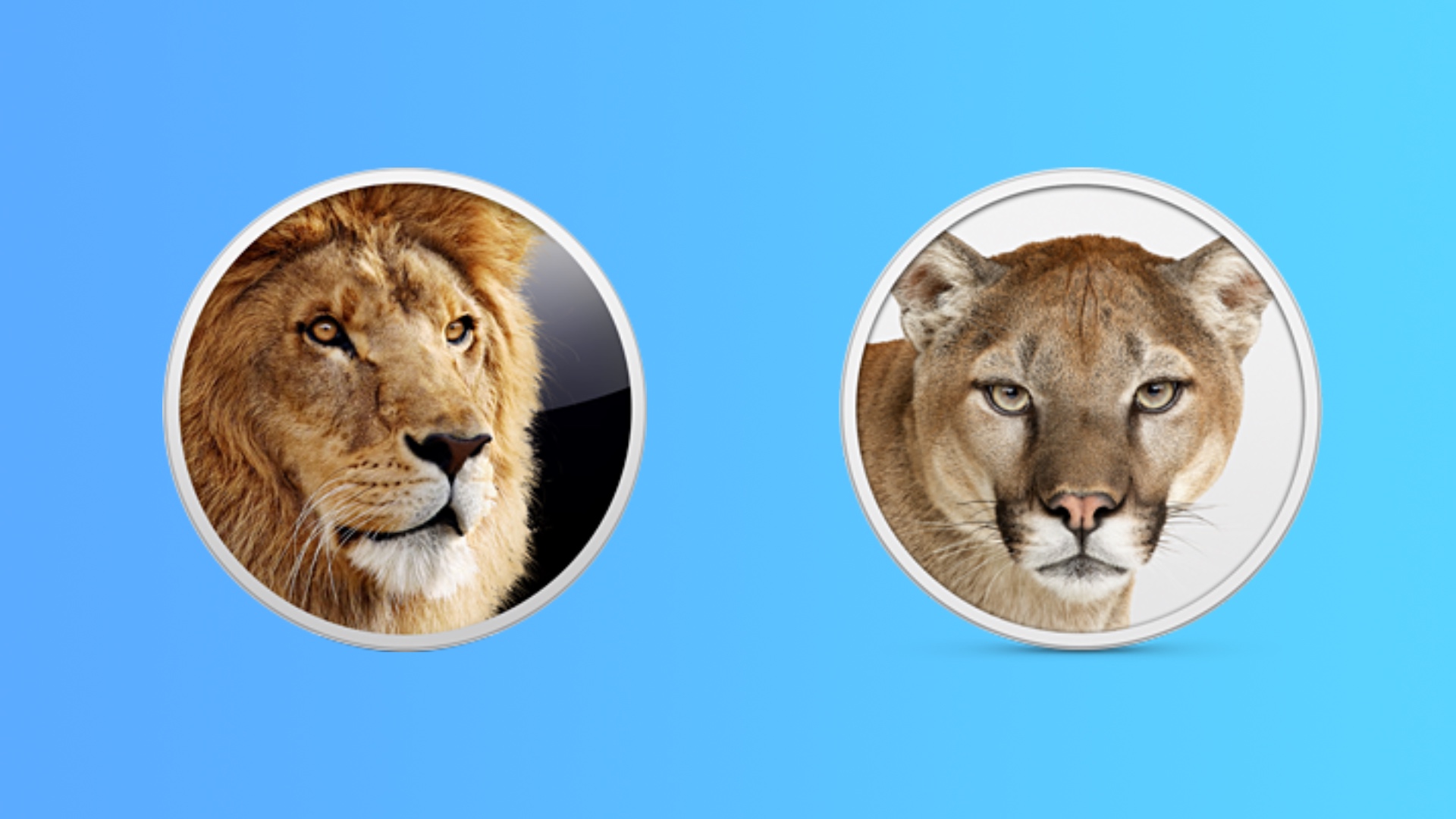 Detail Lion Free Download Nomer 46