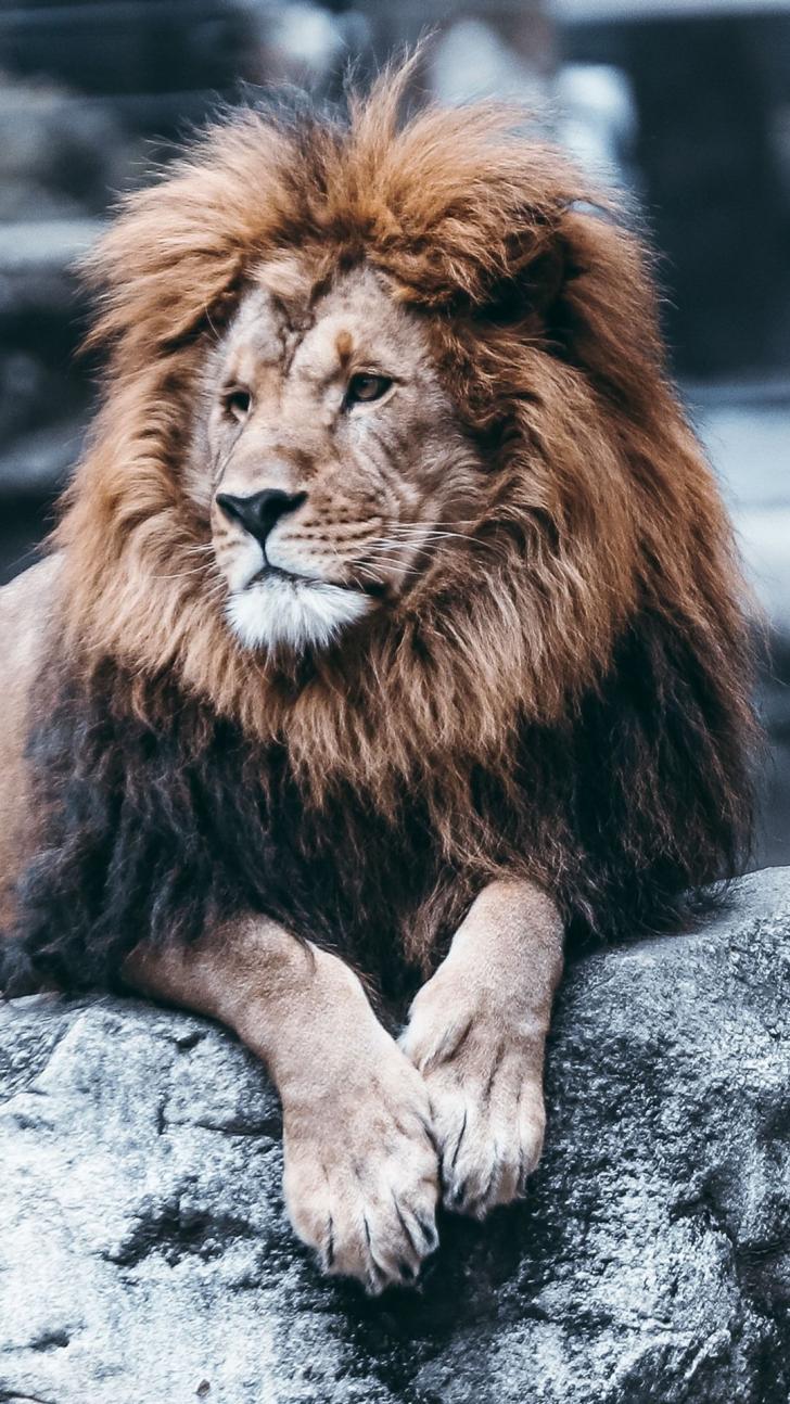 Detail Lion Hd Wallpaper Nomer 37
