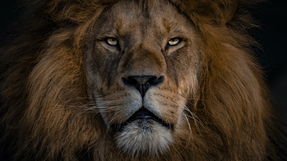 Lion High Resolution - KibrisPDR