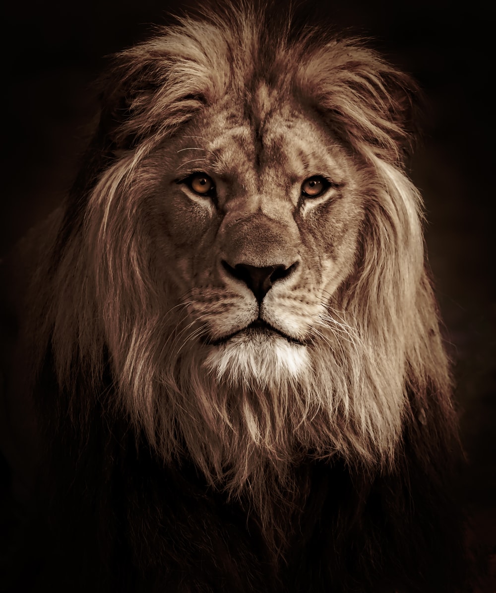 Detail Lion High Resolution Nomer 2