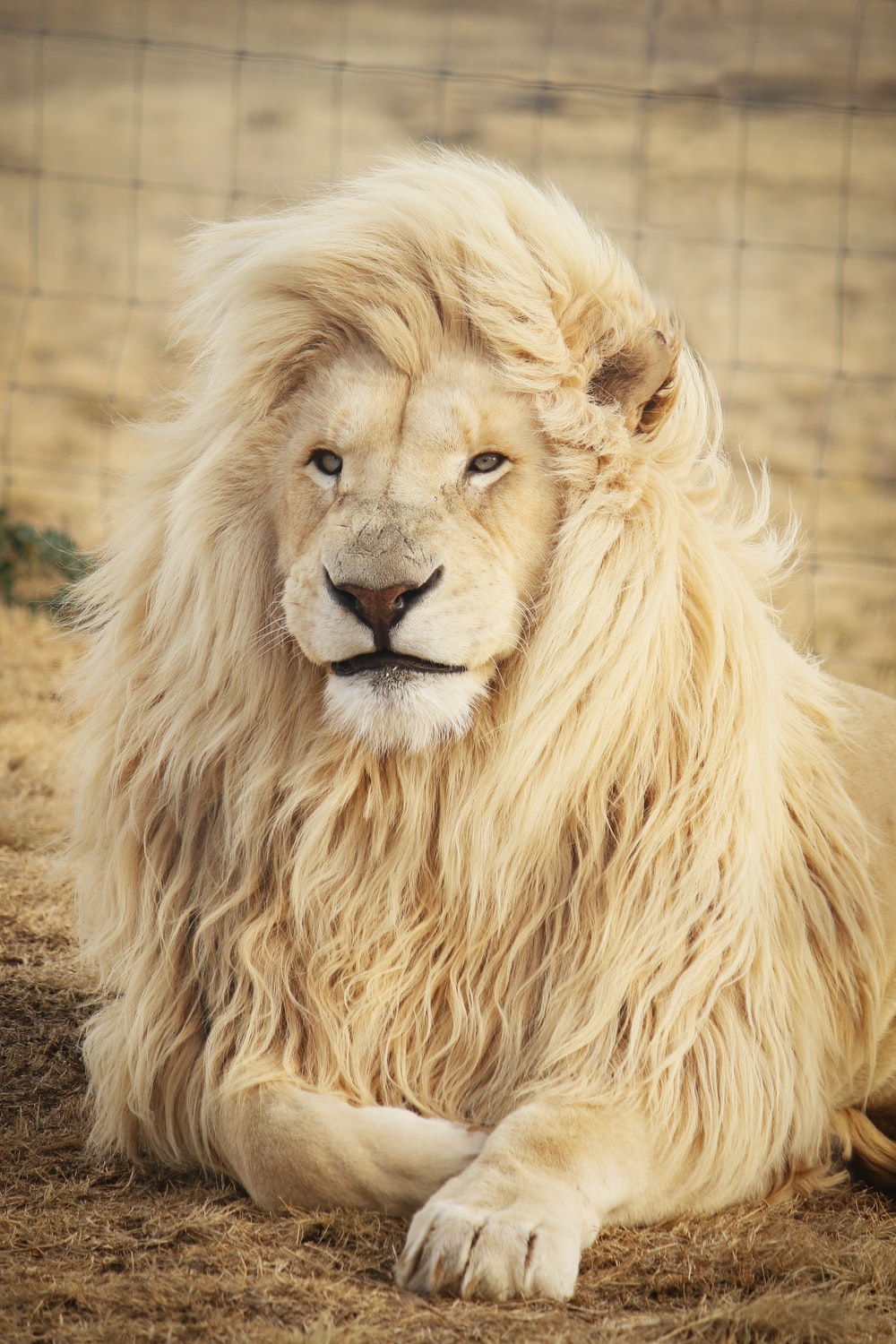 Detail Lion High Resolution Nomer 11