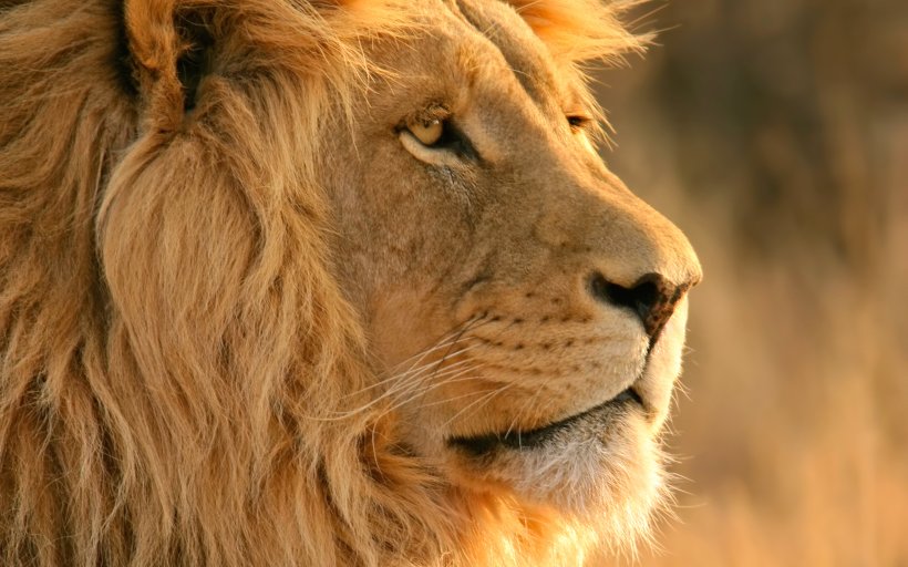 Detail Lion High Resolution Nomer 12