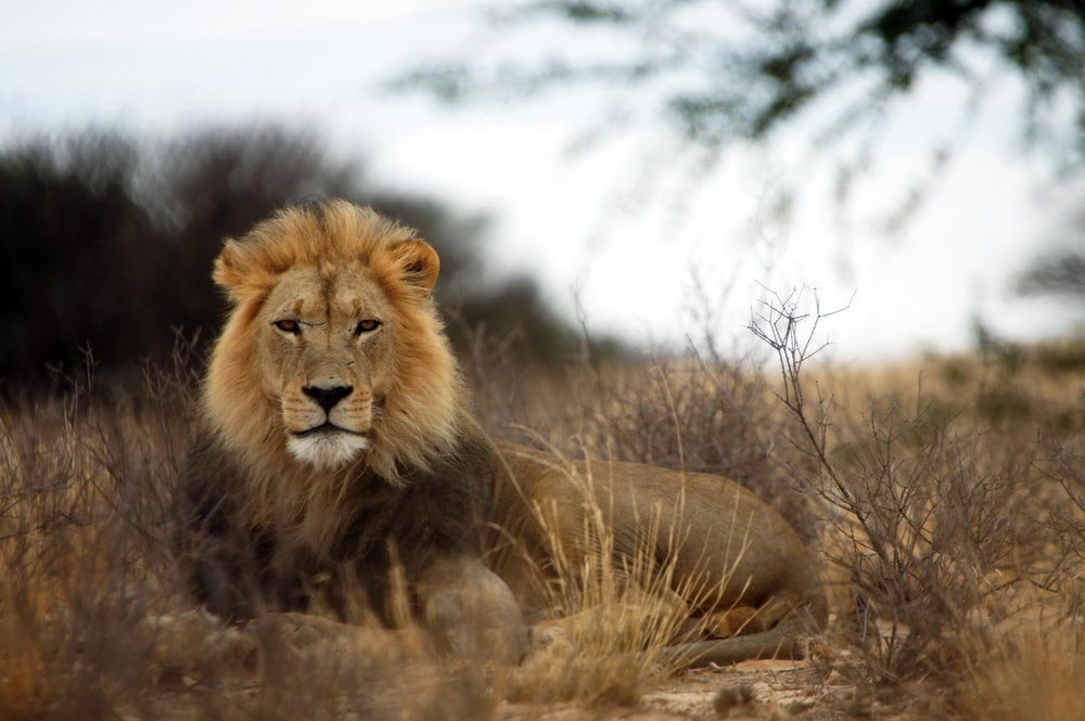 Detail Lion High Resolution Nomer 15