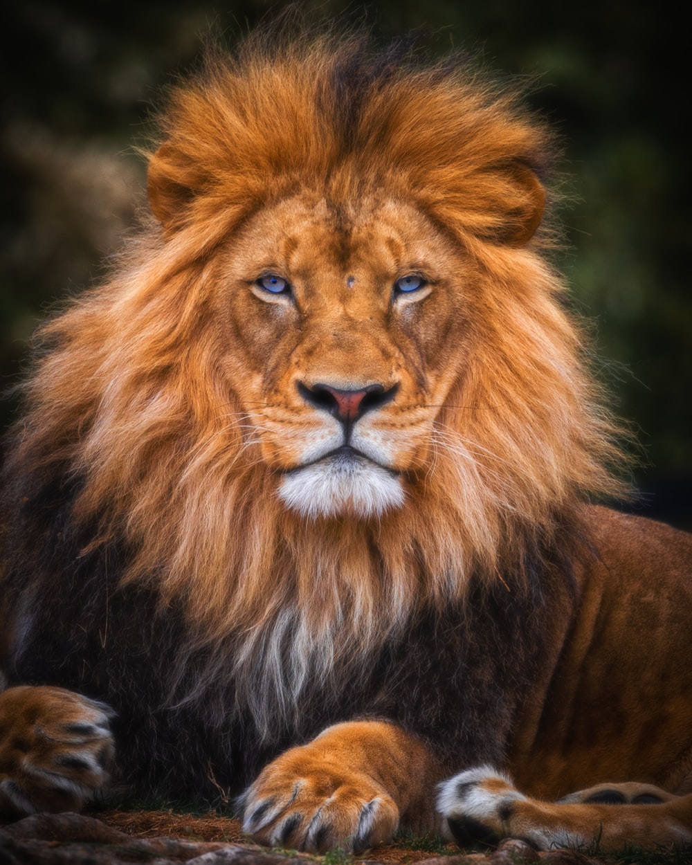 Detail Lion High Resolution Nomer 17