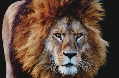 Detail Lion High Resolution Nomer 18