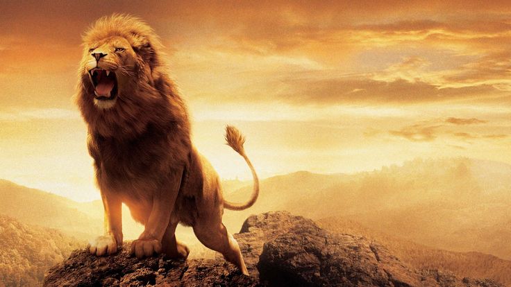 Detail Lion High Resolution Nomer 19