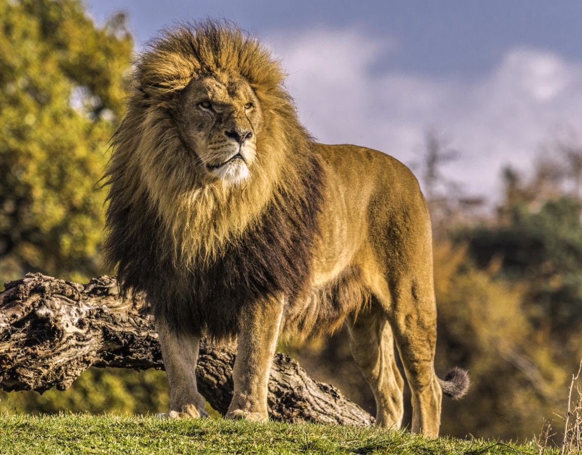 Detail Lion High Resolution Nomer 20