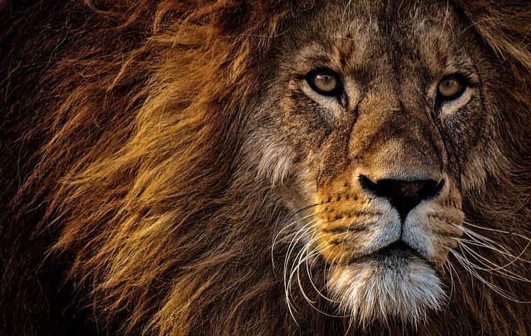 Detail Lion High Resolution Nomer 3