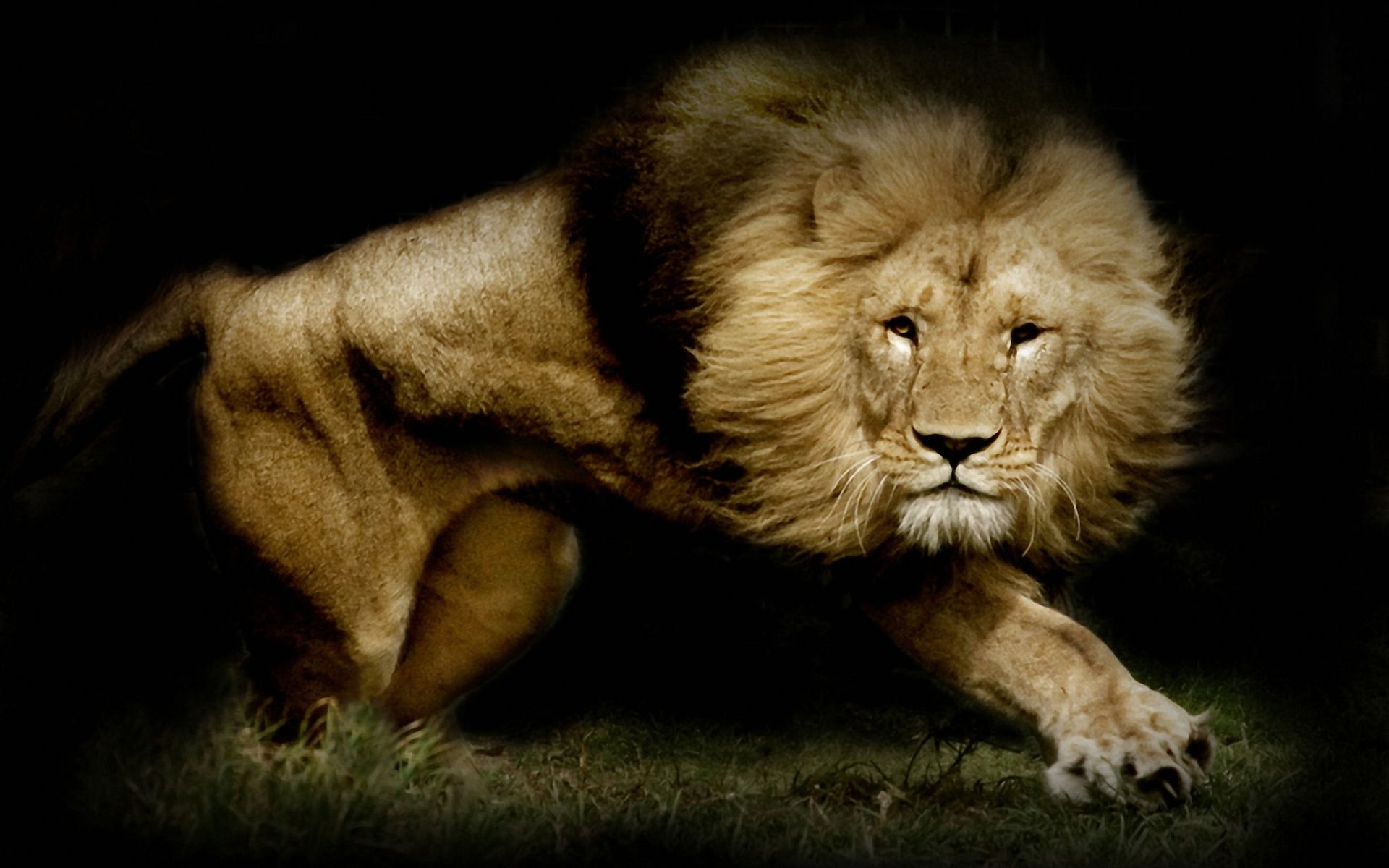 Detail Lion High Resolution Nomer 23