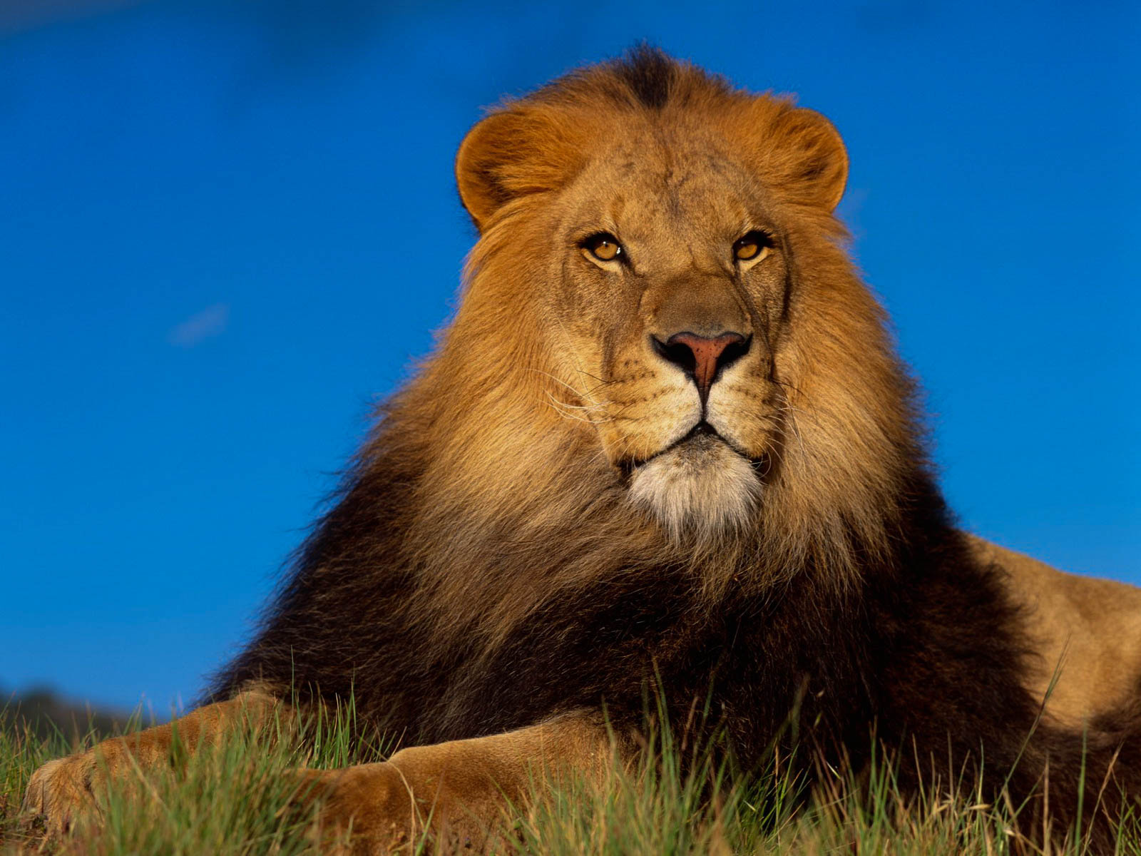 Detail Lion High Resolution Nomer 24