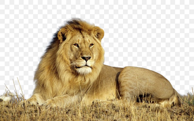 Detail Lion High Resolution Nomer 27