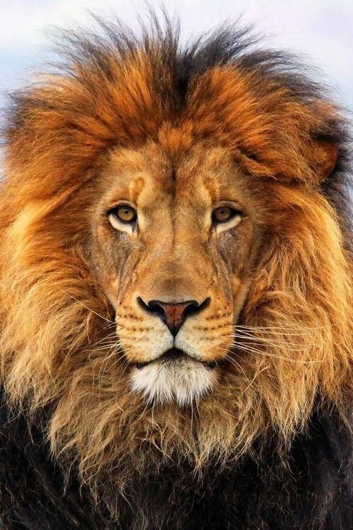 Detail Lion High Resolution Nomer 28