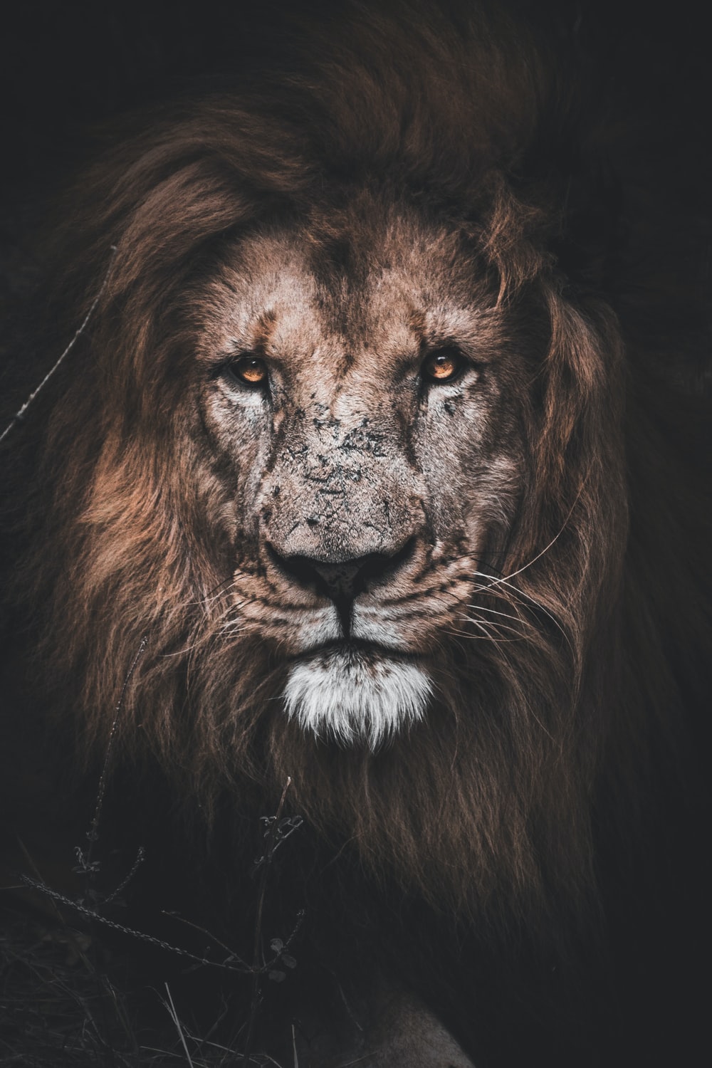 Detail Lion High Resolution Nomer 29