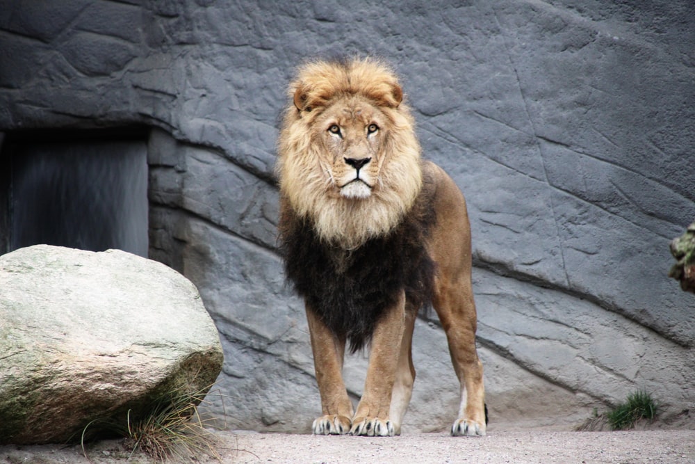 Detail Lion High Resolution Nomer 30