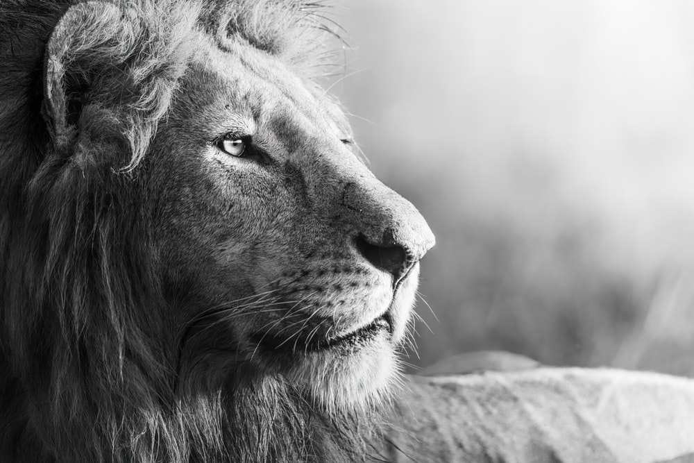 Detail Lion High Resolution Nomer 32