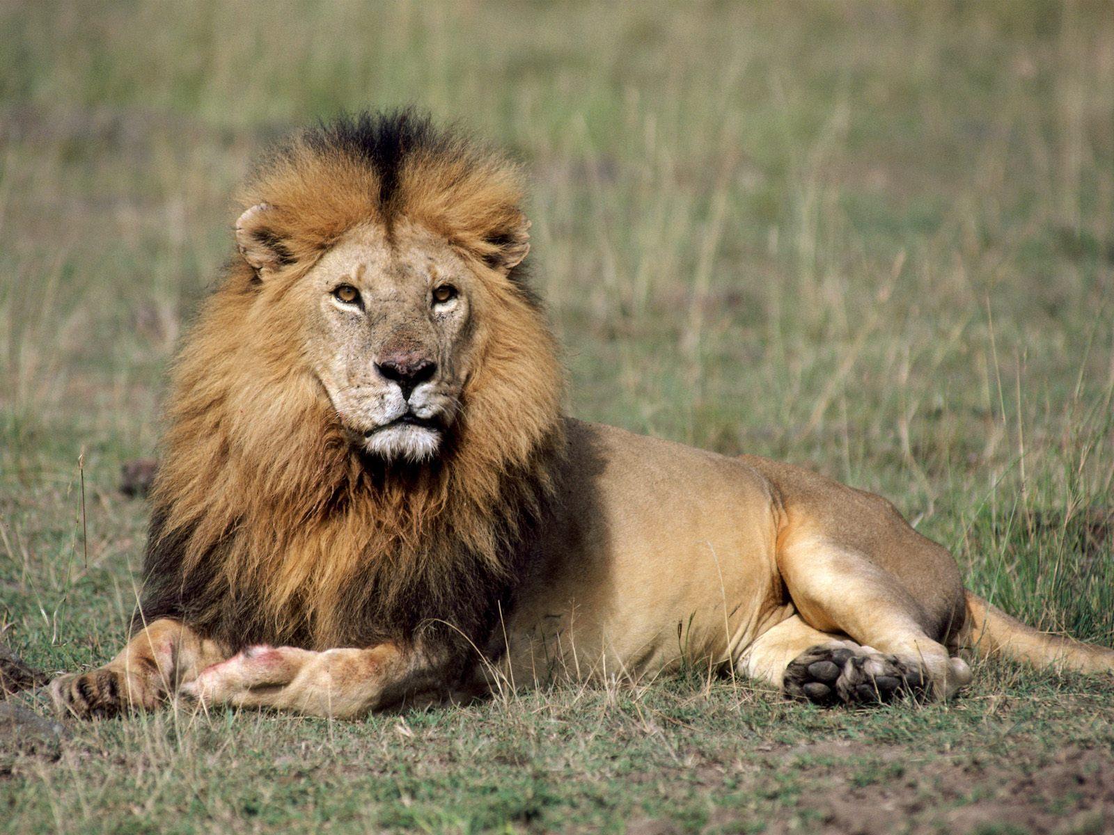 Detail Lion High Resolution Nomer 33