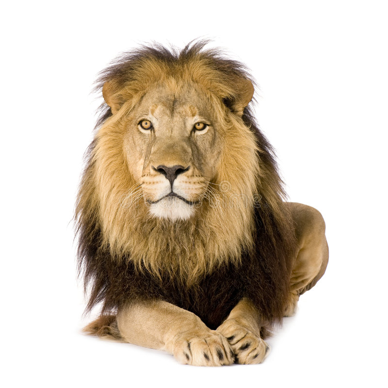 Detail Lion High Resolution Nomer 35