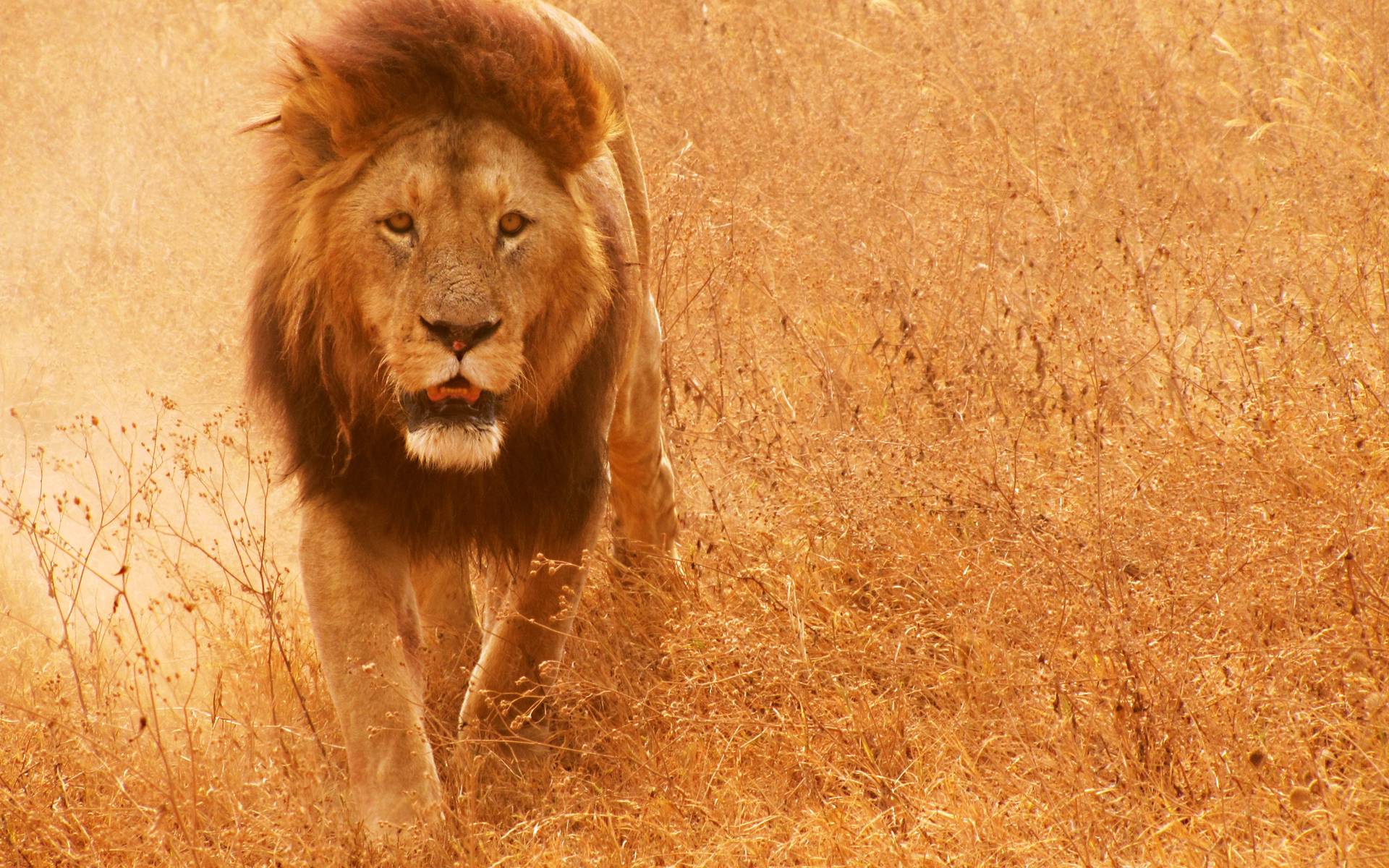 Detail Lion High Resolution Nomer 36