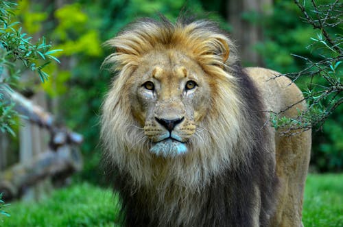 Detail Lion High Resolution Nomer 37