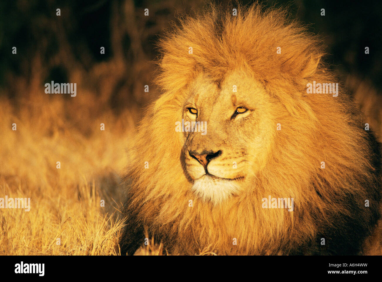 Detail Lion High Resolution Nomer 39