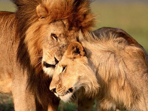 Detail Lion High Resolution Nomer 42