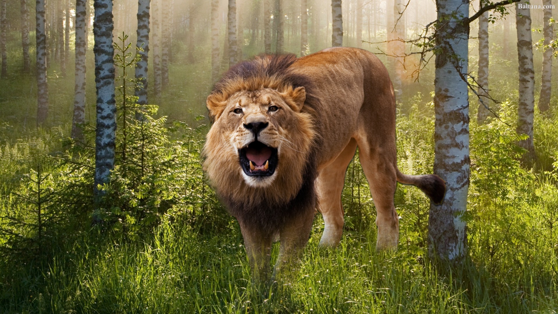 Detail Lion High Resolution Nomer 44