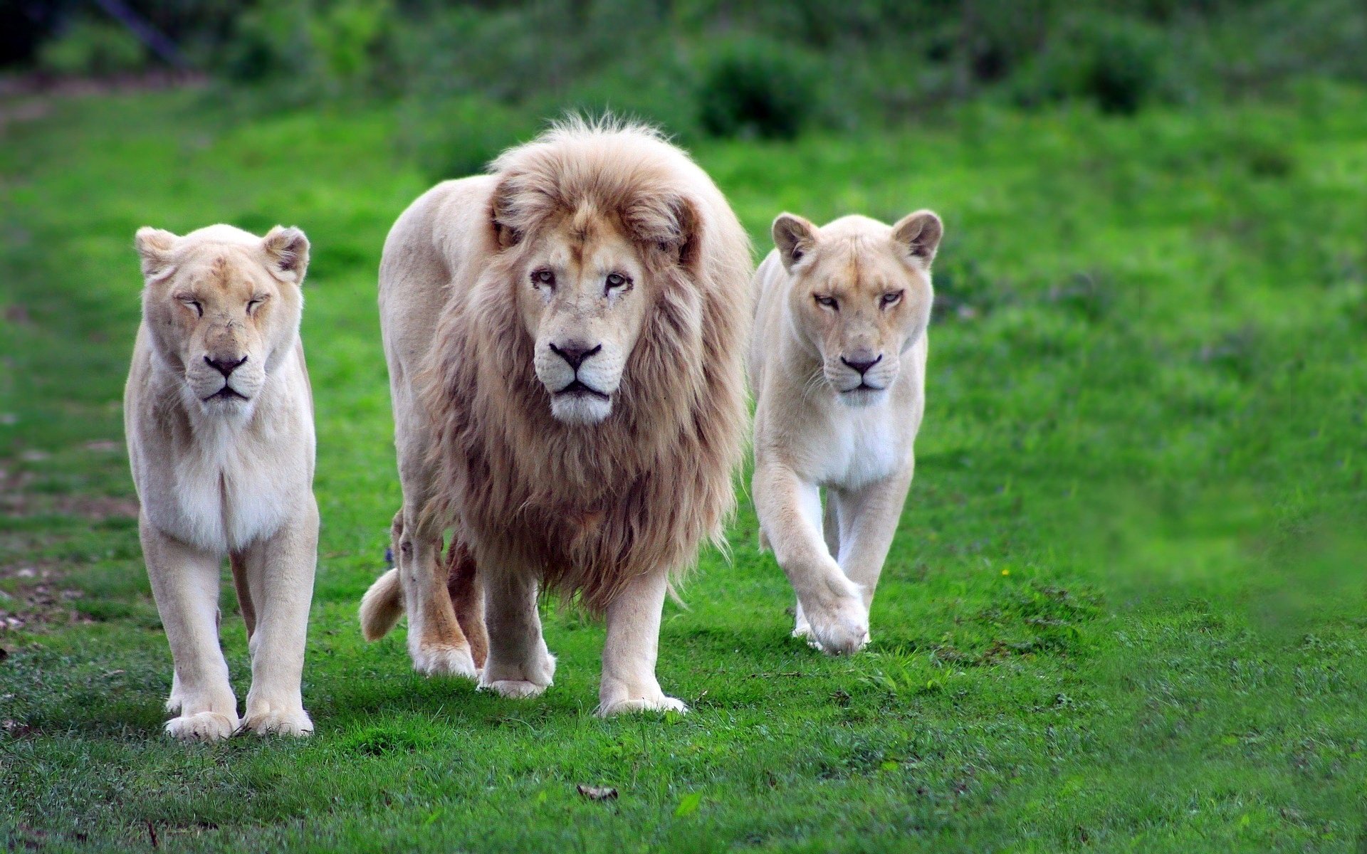 Detail Lion High Resolution Nomer 45