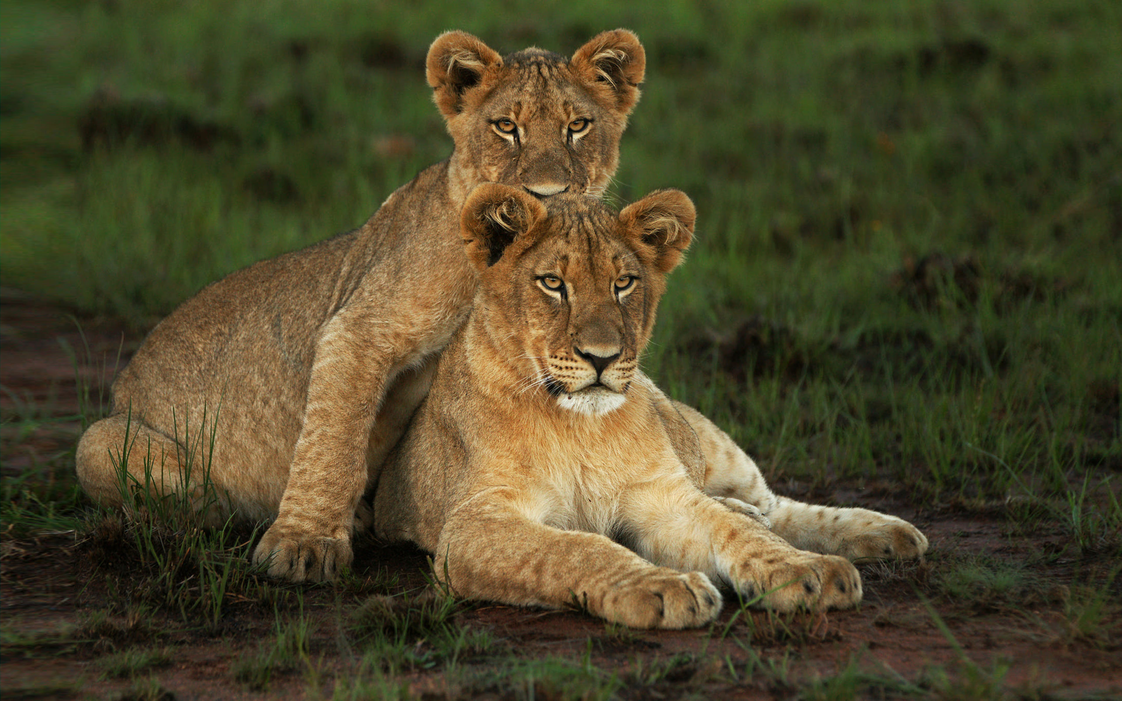 Detail Lion High Resolution Nomer 46