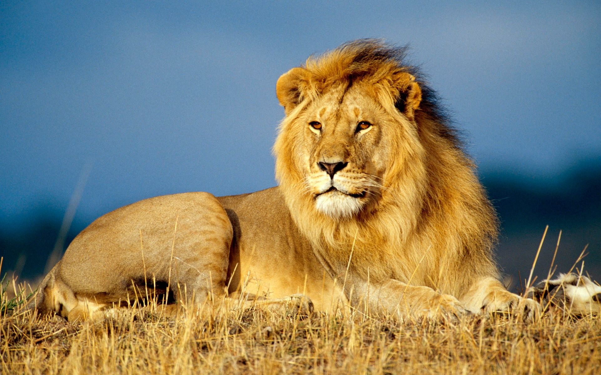 Detail Lion High Resolution Nomer 6