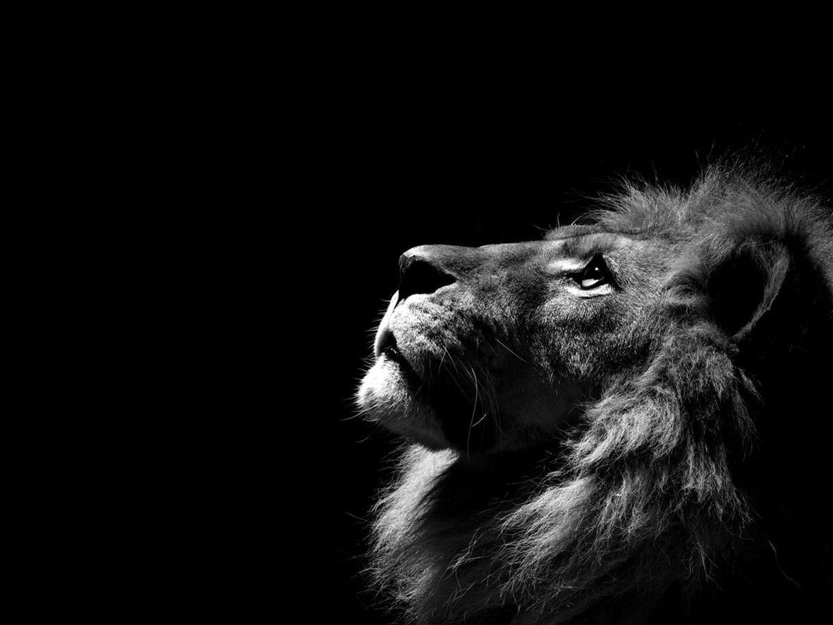 Detail Lion High Resolution Nomer 48