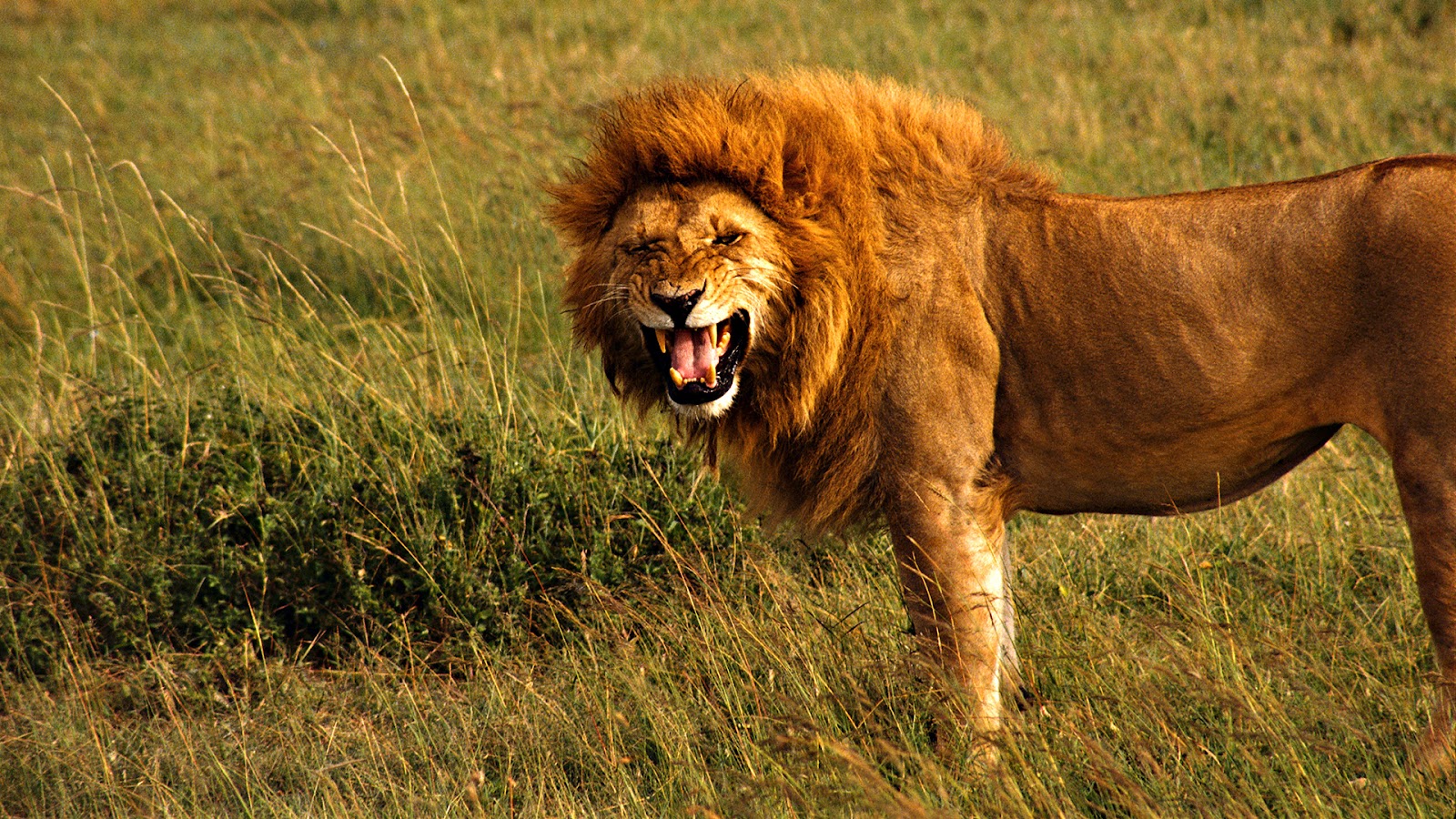 Detail Lion High Resolution Nomer 50