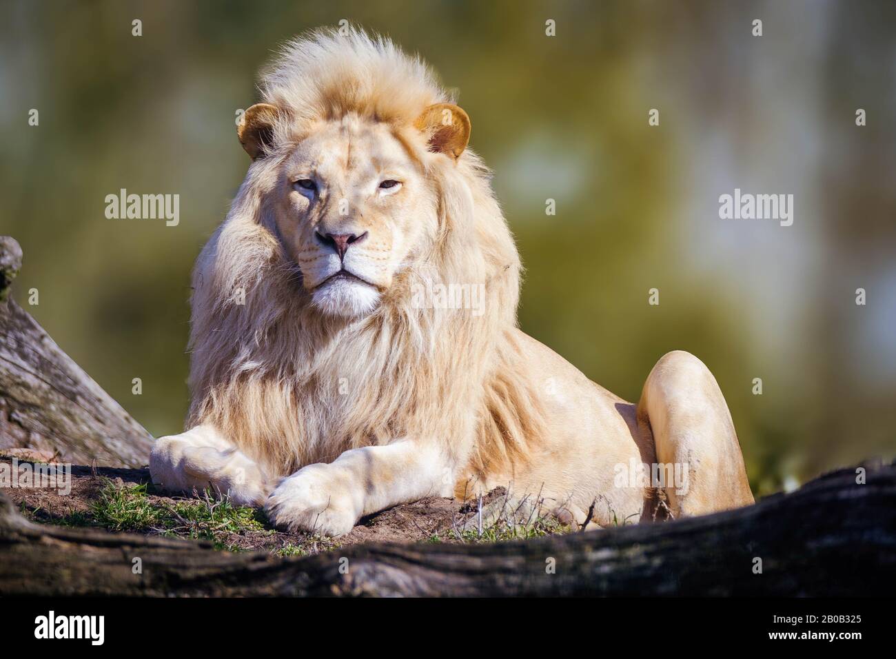 Detail Lion High Resolution Nomer 51