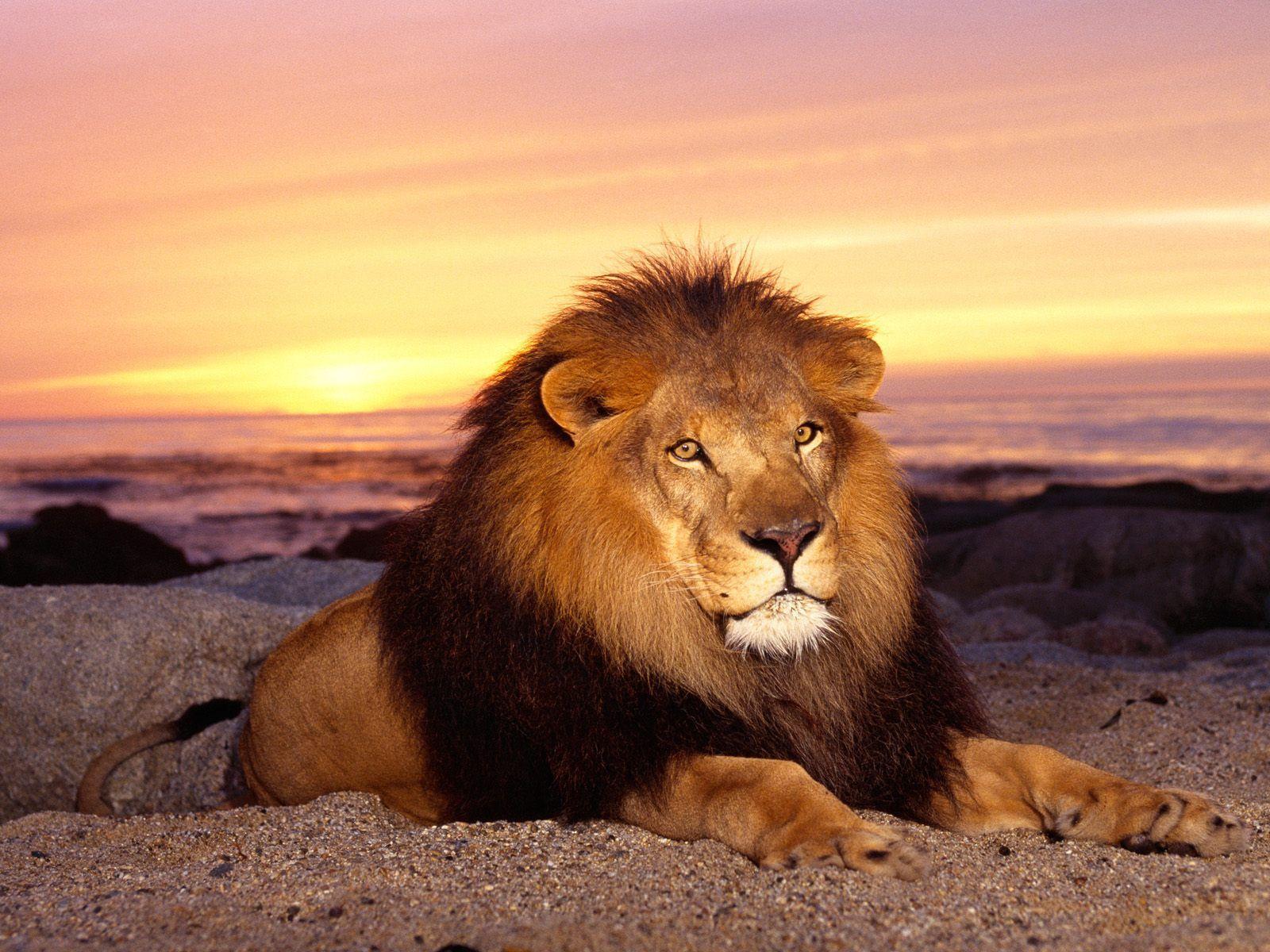 Detail Lion High Resolution Nomer 53