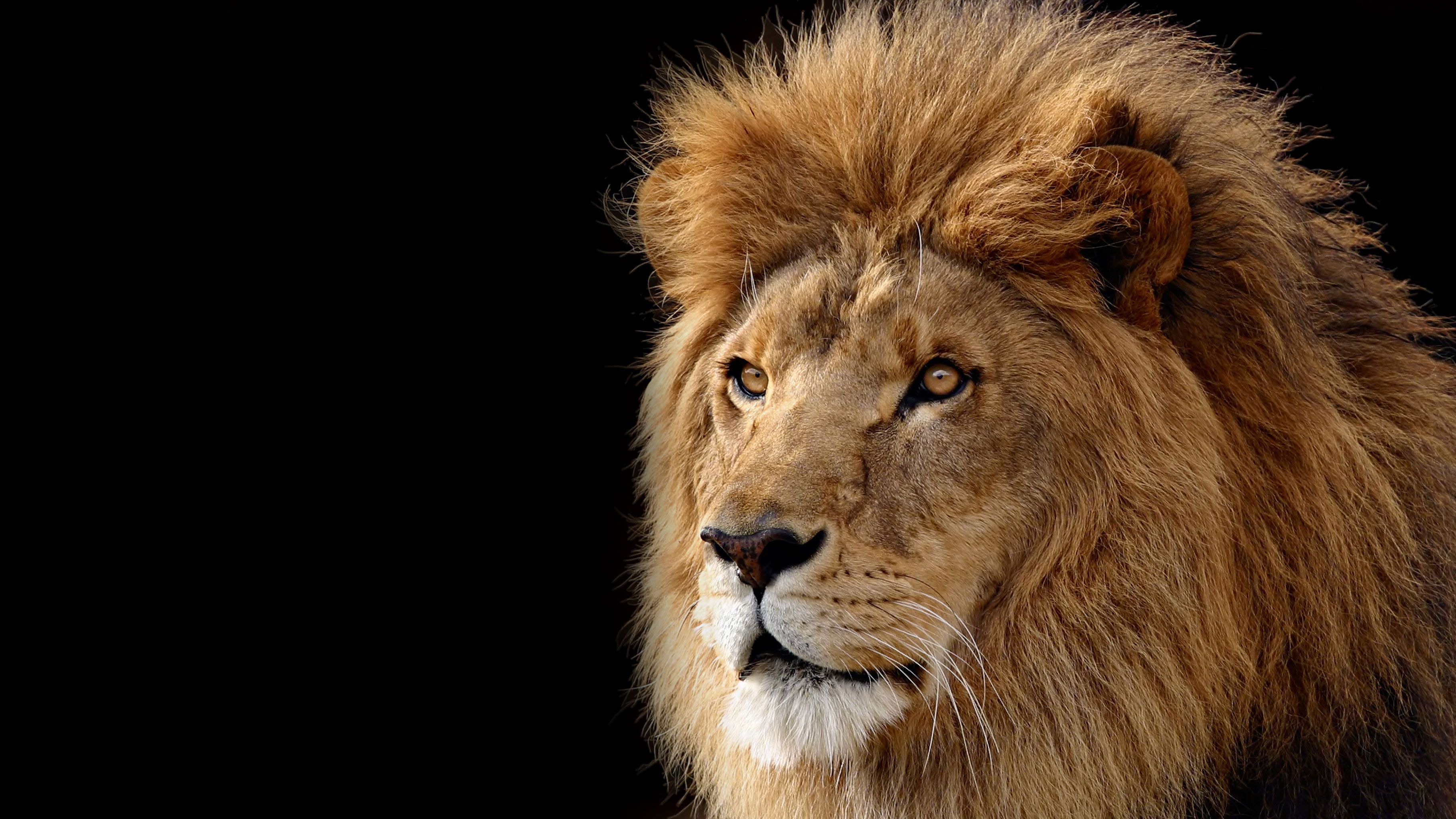 Detail Lion High Resolution Nomer 7