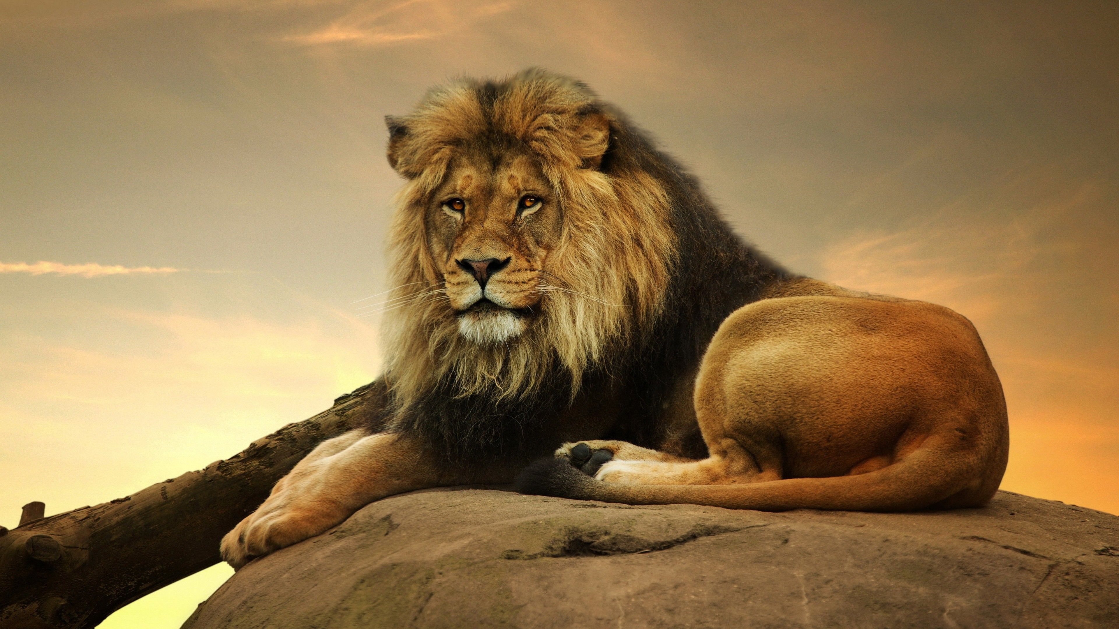 Detail Lion High Resolution Nomer 8