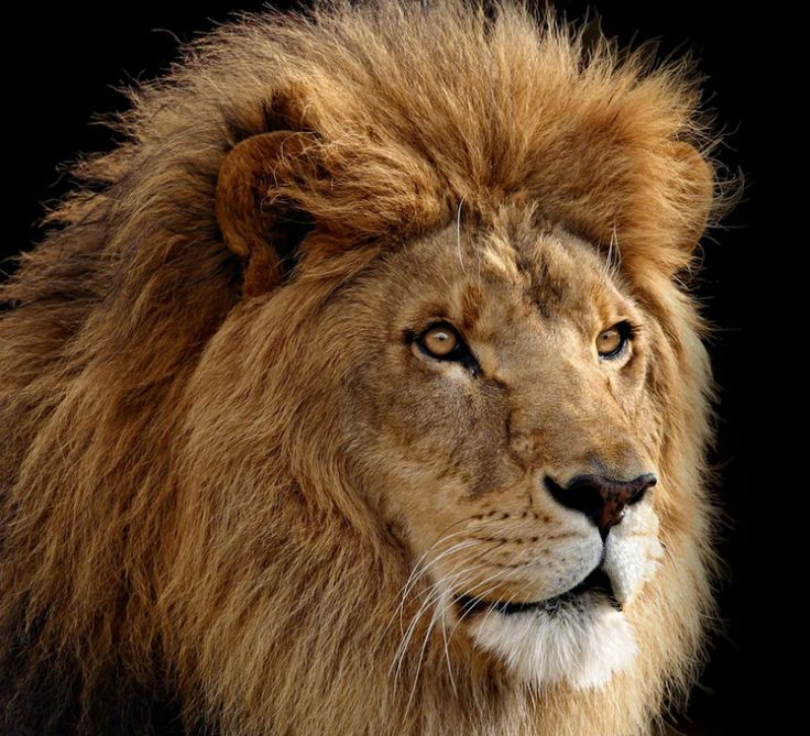 Detail Lion Image Download Nomer 28