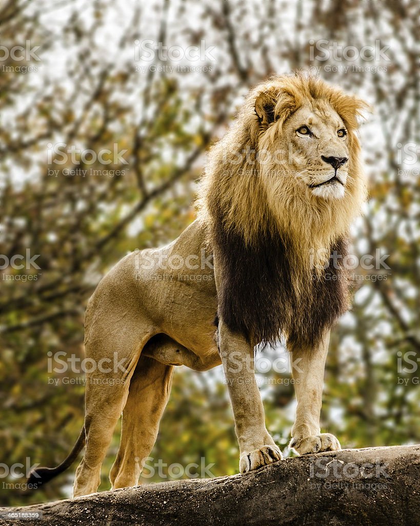 Detail Lion Image Download Nomer 29