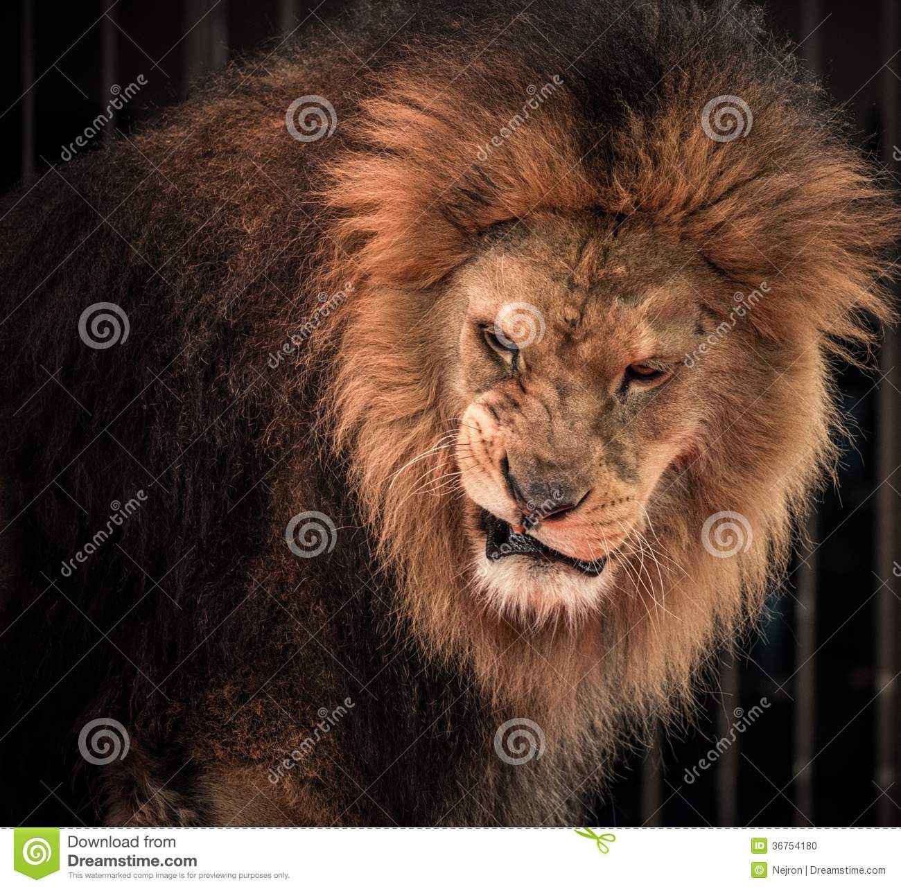 Detail Lion Image Download Nomer 31