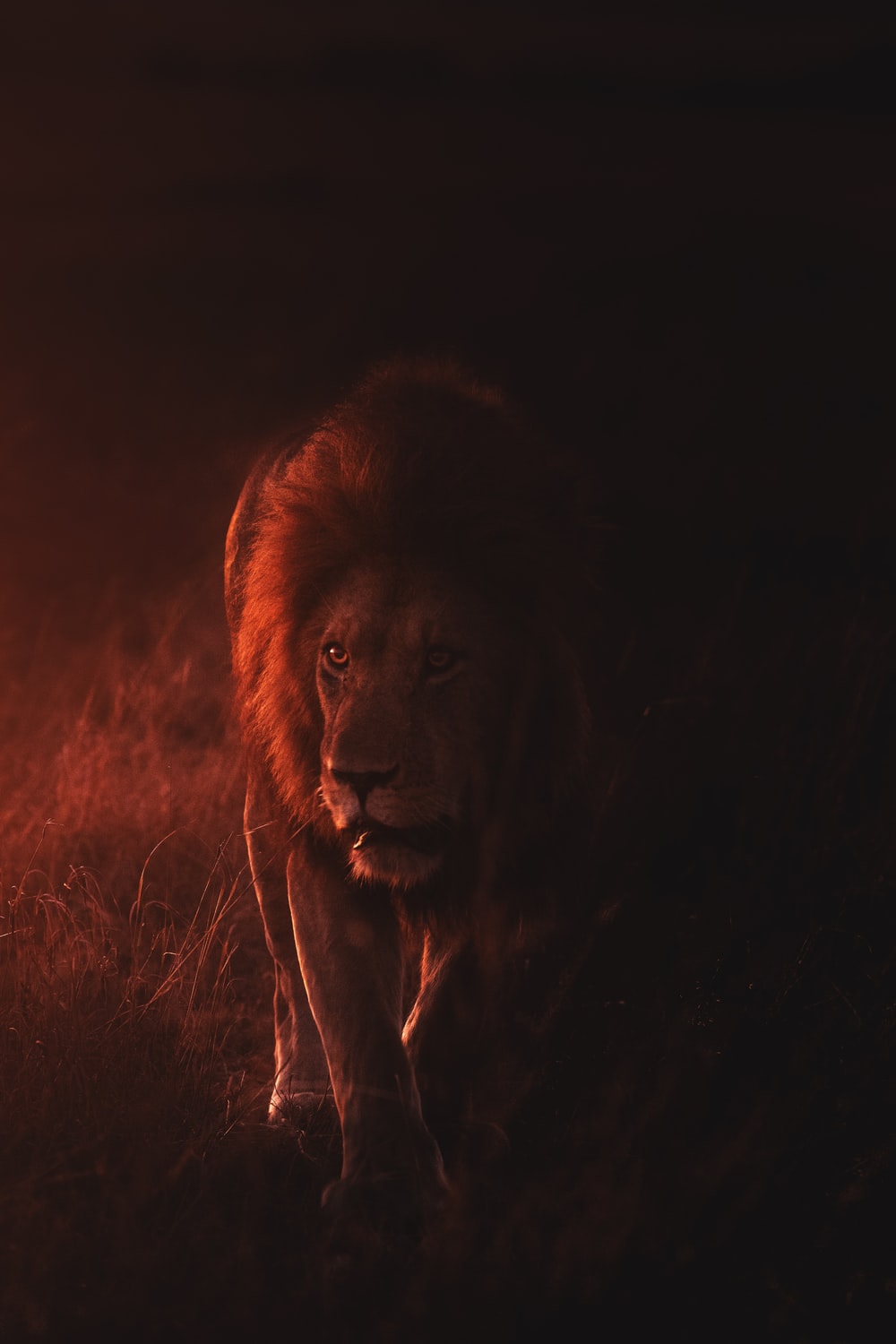 Detail Lion Image Download Nomer 35