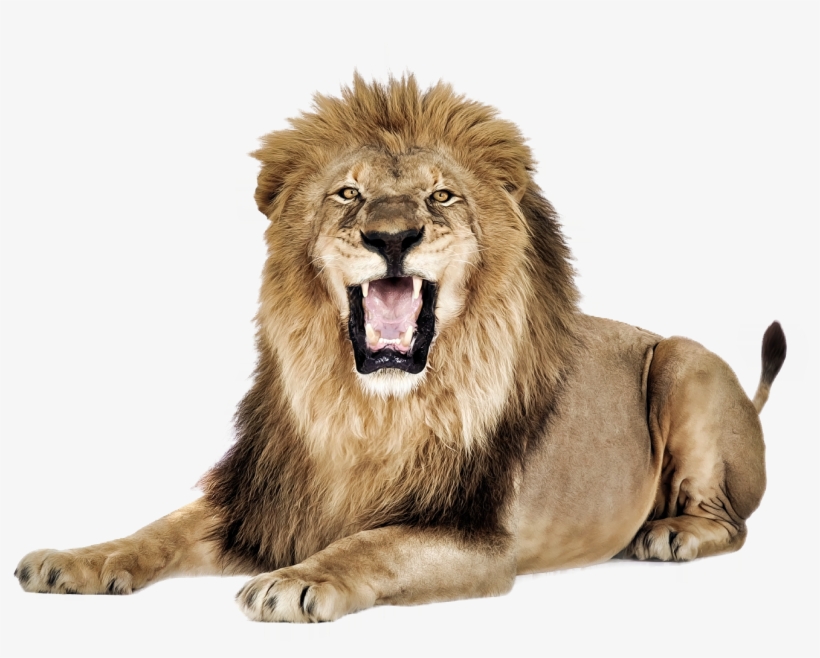 Detail Lion Image Download Nomer 38