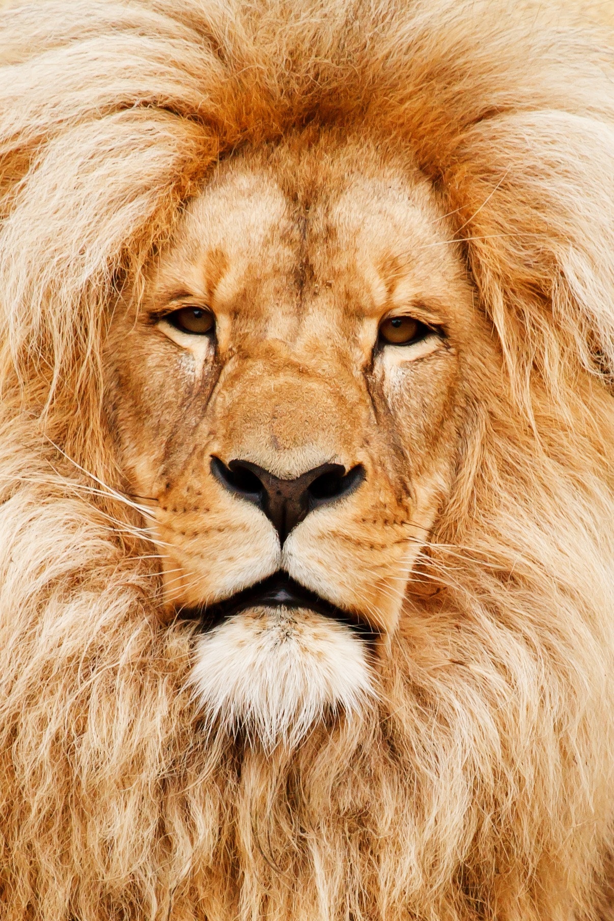 Detail Lion Image Download Nomer 40