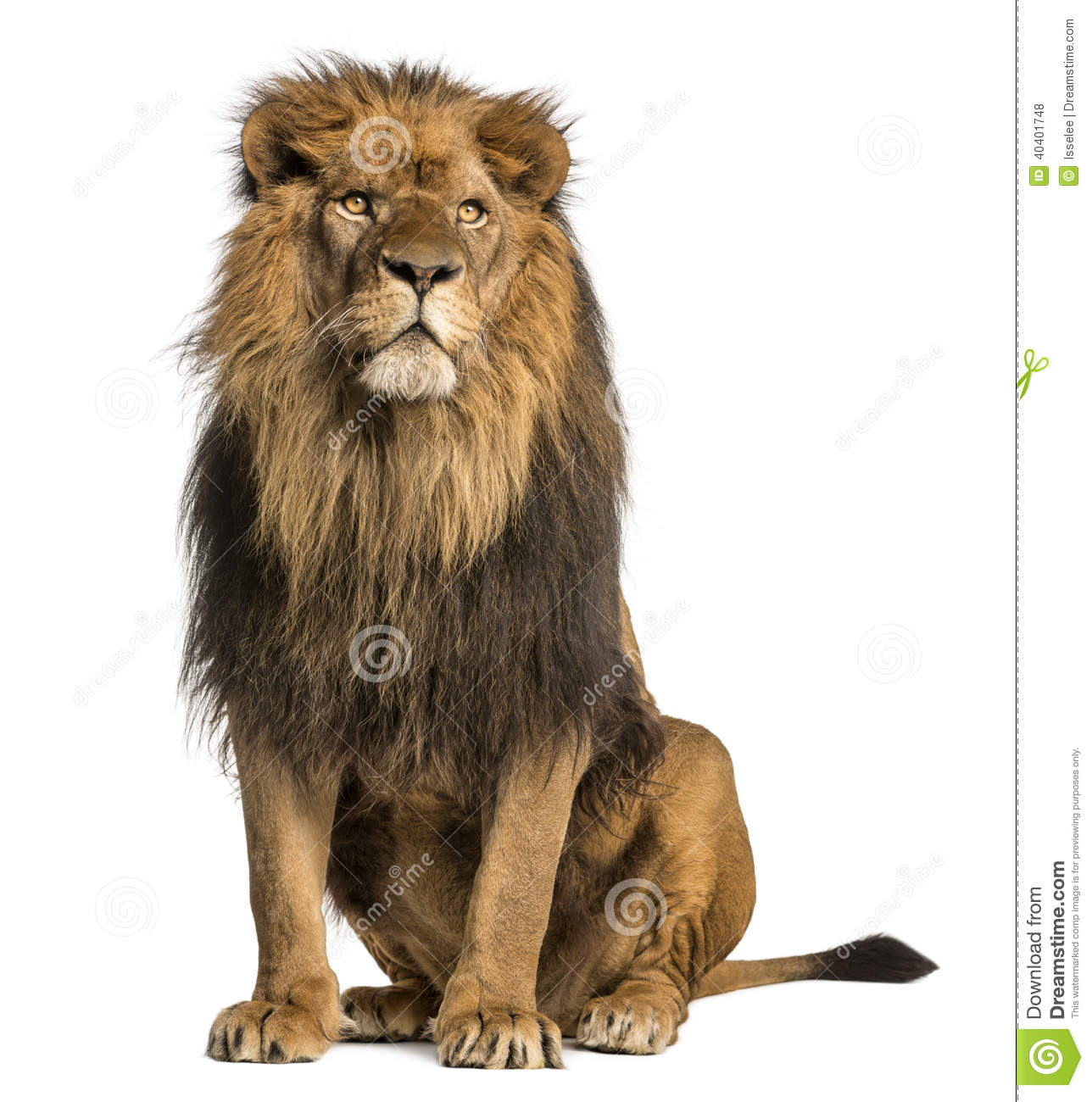 Detail Lion Image Download Nomer 43